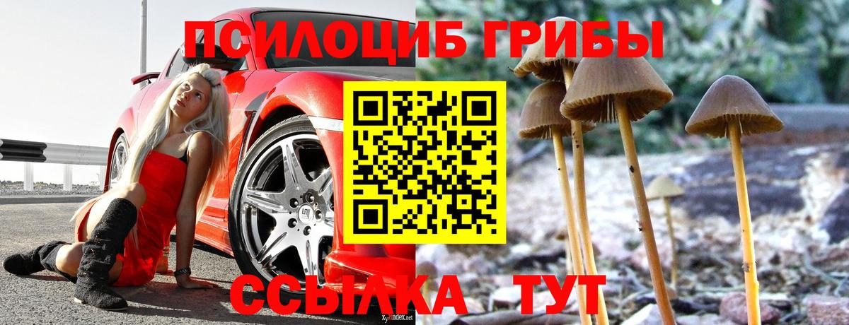 Черногорск  Псилоцибиновые грибы Cubensis  Вход с VPN 